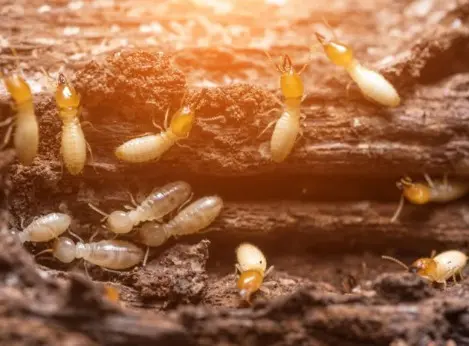 couvreur traitement termites charpente bordeaux 33 Gironde